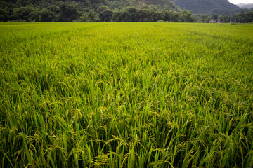 Green rice field and mountains, Mai Chau Valley, Vietnam, Southeast Asia.
