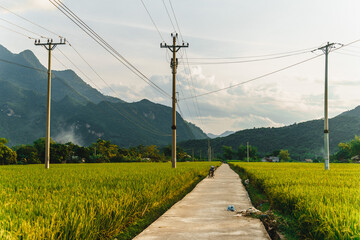 Terraced rice field with rural road in Lac village, Mai Chau Valley, Vietnam, Southeast Asia.