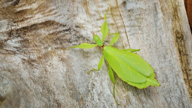 Green leaflike stick-insect Phyllium giganteum on a tree trunk in natural environment