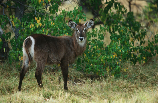 Female Waterbuck (Kobus Ellipsiprymnus)