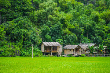 A cluster of home stay and local houses on a hillside between a green rice field and mountains, Mai Chau Valley, Vietnam, Southeast Asia.