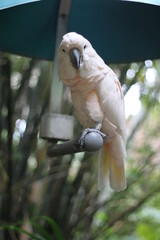 parrot on a tree