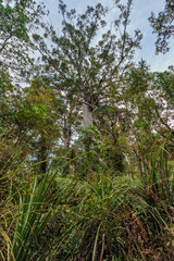 Obraz na płótnie Canvas Tall Kauri Trees in Waipoua Forest