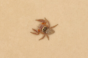 macro/closeup of a jumping spider Salticidae Evarcha jucunda.Little gorgeous spider with cute,sweet, big eyes looking at the camera.