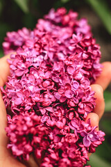 Fototapeta premium hand holding pink lilac petals