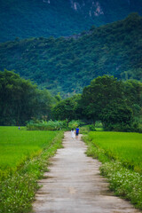 Fototapeta na wymiar Terraced rice field with rural road in Lac village, Mai Chau Valley, Vietnam, Southeast Asia.