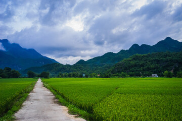 Terraced rice field with rural road in Lac village, Mai Chau Valley, Vietnam, Southeast Asia.