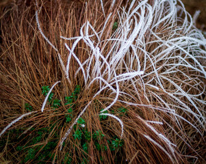 the grass is covered with hoarfrost