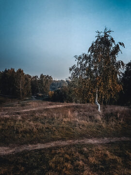 morning in the forest