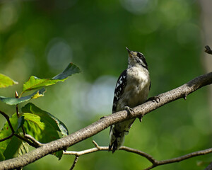 Downy Woodpecker in molt clinging to a branch