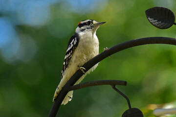 Young male Downy Woodpecker in his first autumn molt