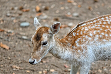 A fallow deer in the woods
