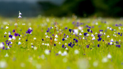 Colorful Flowers on the grassland