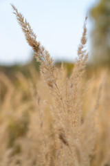 grass in the field