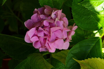 Fototapeta na wymiar Pink hydrangea on the background of leaves. Nature.