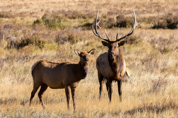 Naklejka na ściany i meble Elk Rut in Rocky Mountain National Park