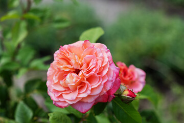 Gorgeous pink rose. Single English rose flower in the garden.