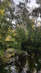 Obraz premium river in the forest
