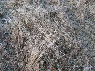 Пrass in the snow. 
Natural winter background