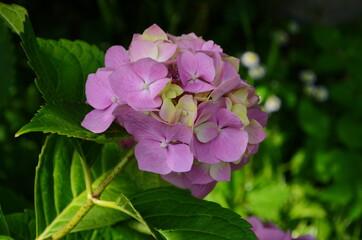 Pink hydrangea on the background of leaves. Nature.