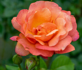 Orange Rose