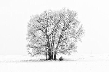 Lone Tree in Field with Blowing Snow