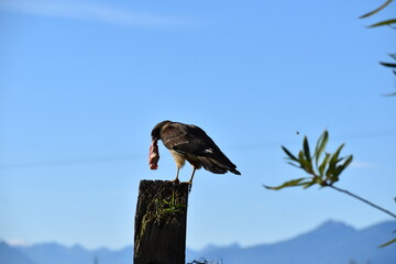 aves 