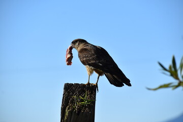 aves