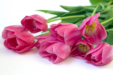 Fototapeta premium pink tulips on a white background. spring concept