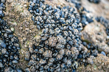 Mussels and barnacles clustered on rocks