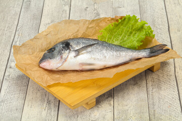 Raw Dorada fish  for cooking