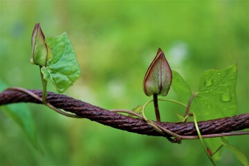 green leaves on a wire