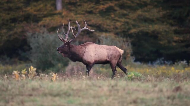 Bull Elk Video Clip in 4k