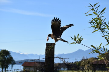 Fototapeta premium aves