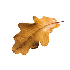 Fototapeta premium Brown fall oak leaf isolated on white background. Close up of autumn leaves from oak tree