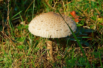 Macrolepiota procera (Mushroom umbrella)