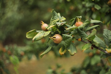 Mespilus germanica, common medlar fruit