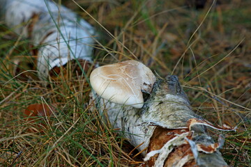 Piptoporus betulinus