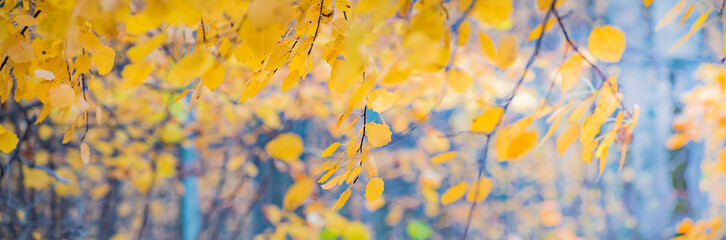 Beautiful panoramic autumn scenery with colorful leaves and bokeh background