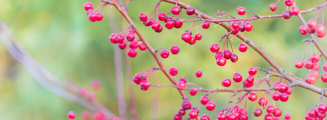 Beautiful panoramic autumn scenery with colorful leaves, berries and bokeh background