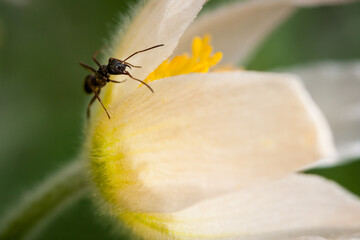 ant detail on white flower, nature macro shot