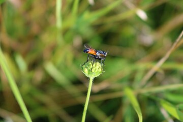 insect on grass