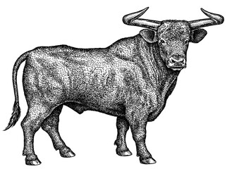 black and white engrave isolated bull illustration