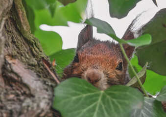 Verstecktes Eichhörnchen