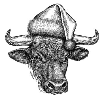 black and white engrave isolated bull illustration