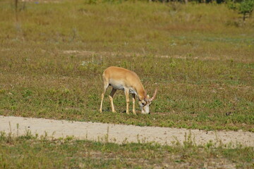Saiga tatarica