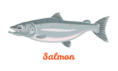 Salmon fish isolated on white background. Vector illustration, seafood icon in cartoon flat style.