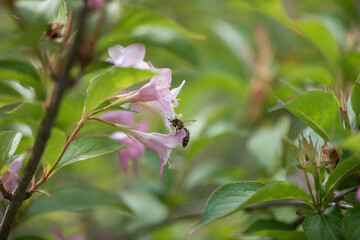 Bee drinking nectar from pink flower. Background of light green plants.