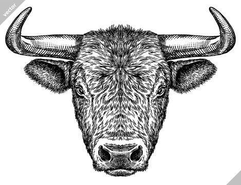 black and white engrave isolated bull vector illustration