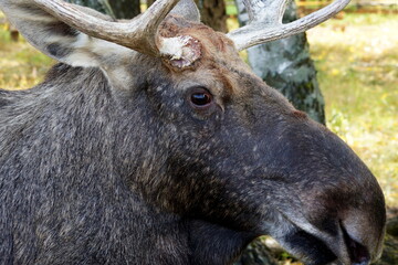 
Elk